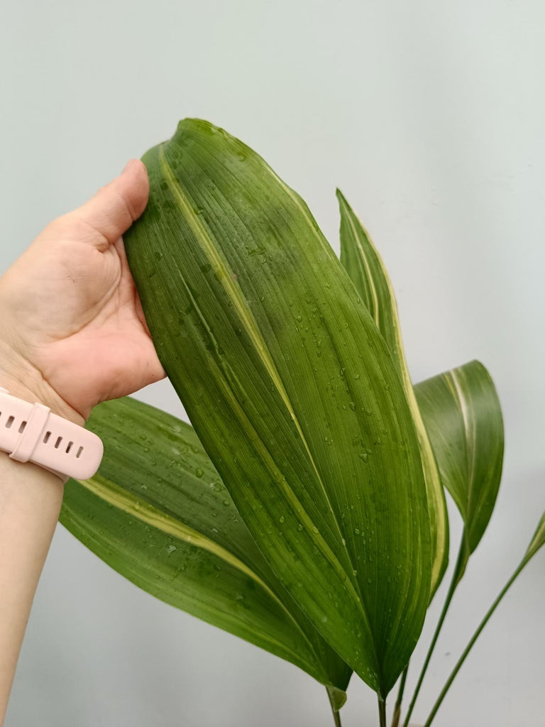 Aspidistra elatior variegata