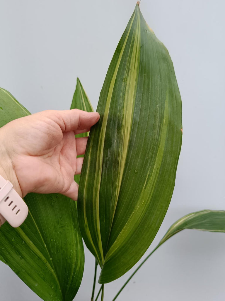 Aspidistra elatior variegata