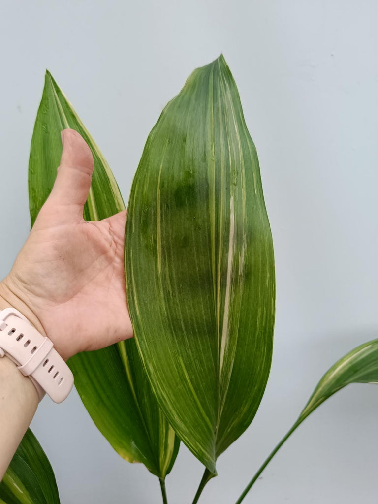 Aspidistra elatior variegata