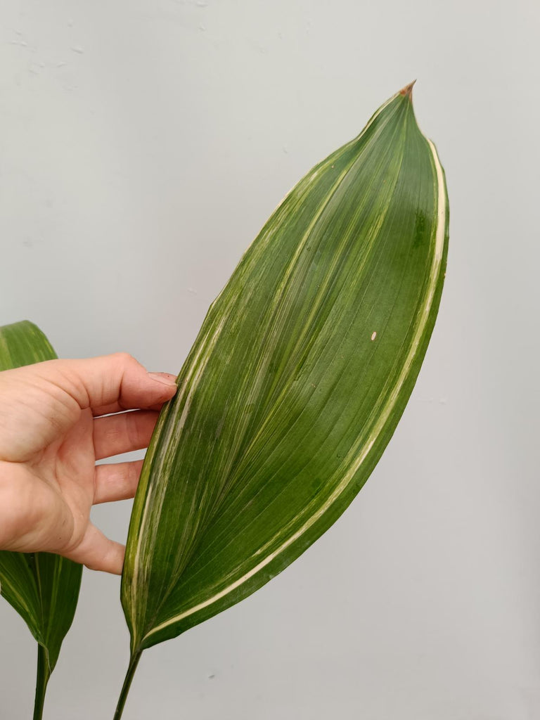 Aspidistra elatior variegata