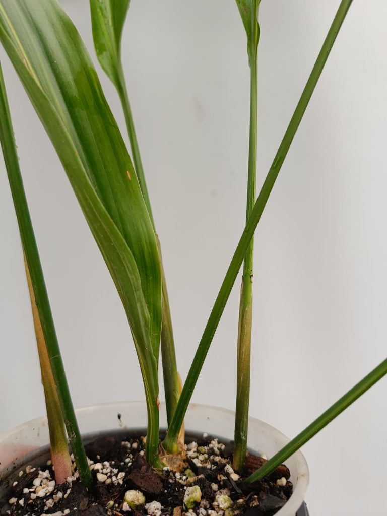 Aspidistra elatior variegata