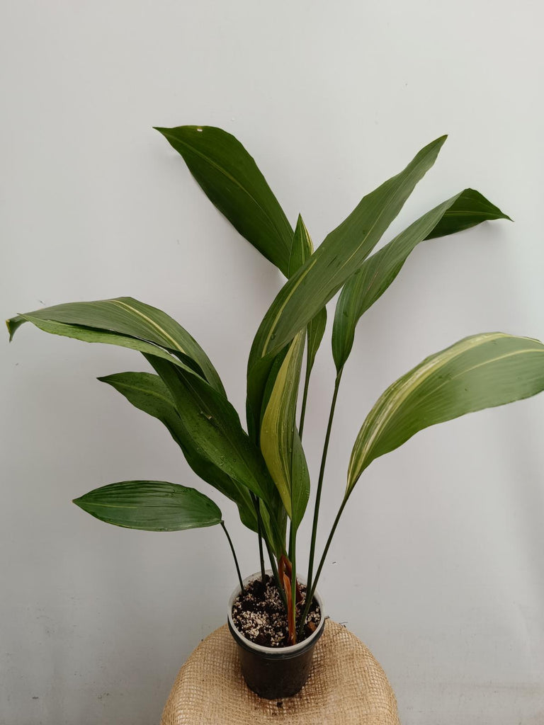 Aspidistra elatior variegata