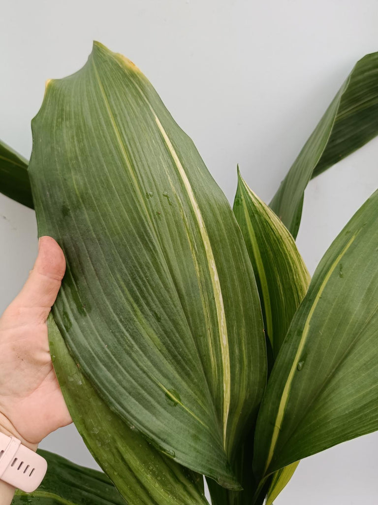 Aspidistra elatior variegata