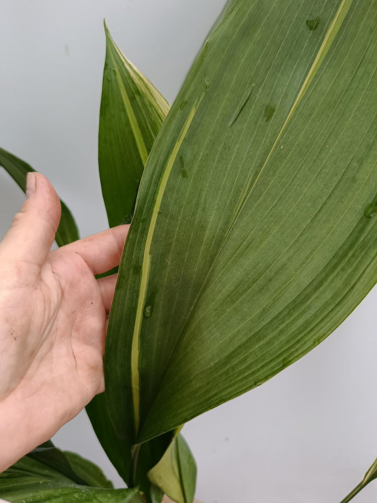 Aspidistra elatior variegata