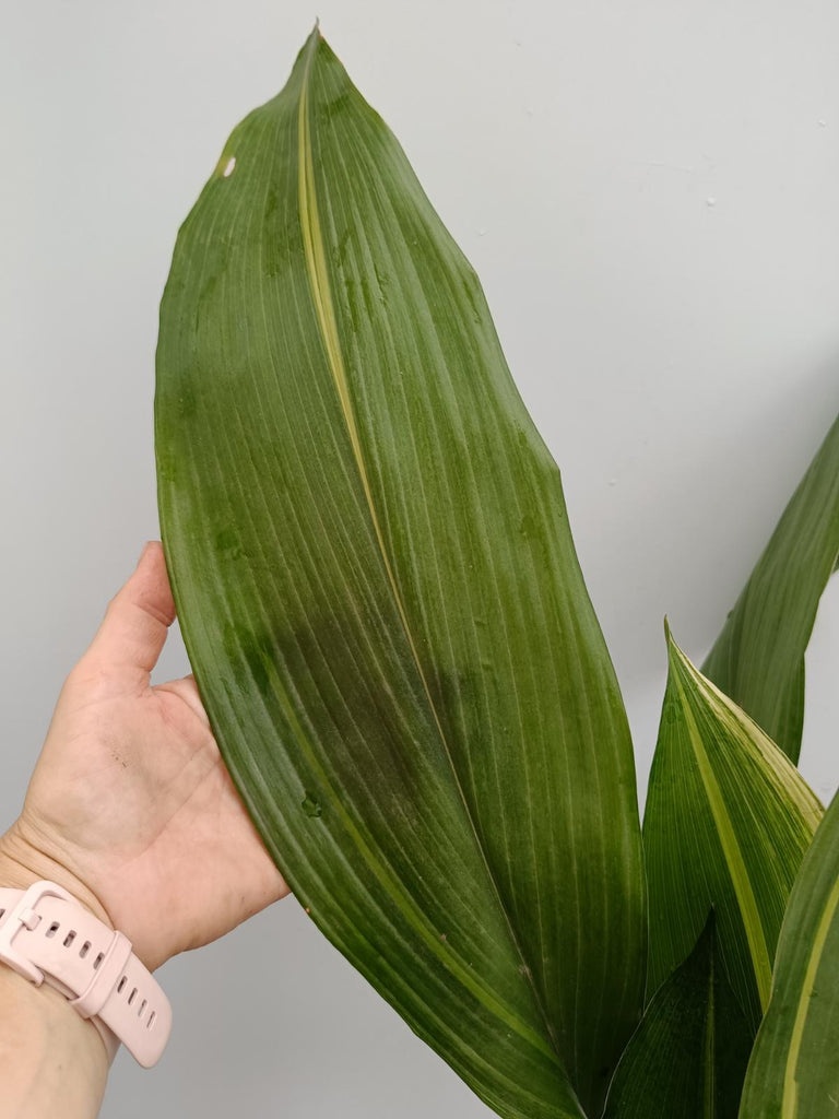 Aspidistra elatior variegata