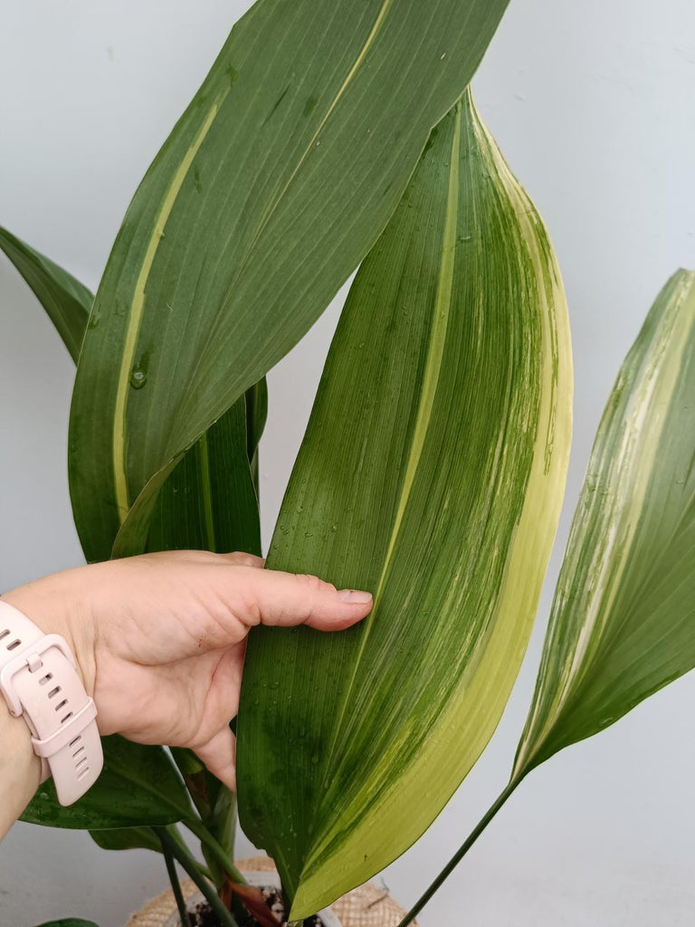 Aspidistra elatior variegata