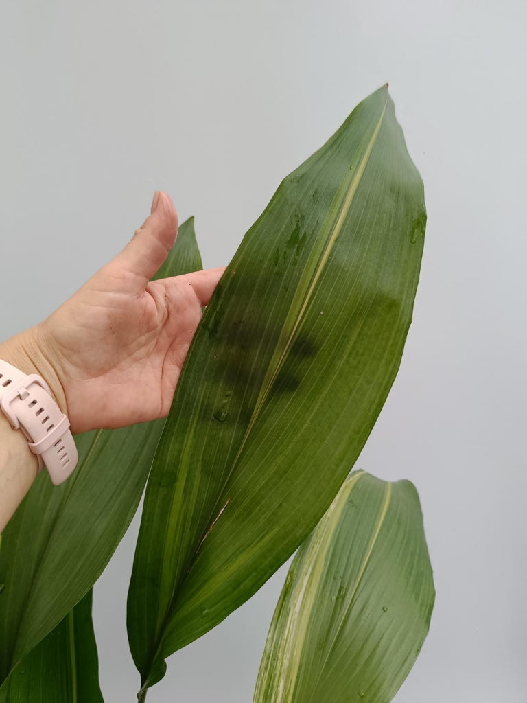 Aspidistra elatior variegata