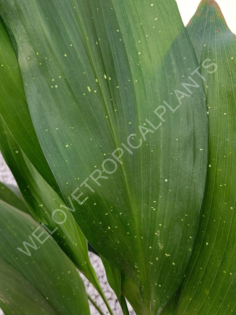 Aspidistra elatior hoshi zora