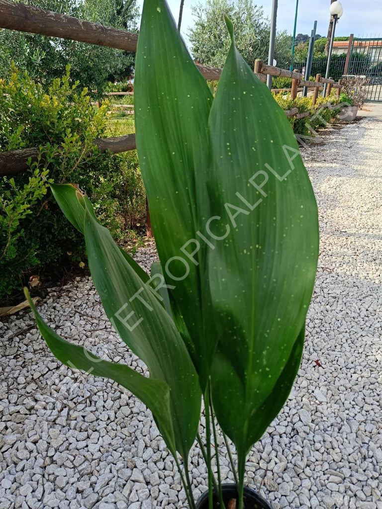 Aspidistra elatior hoshi zora