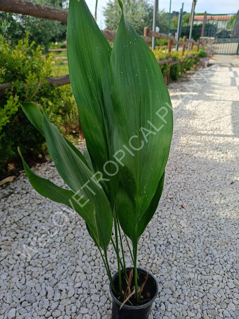 Aspidistra elatior hoshi zora