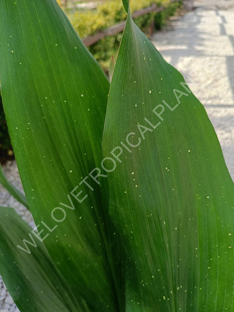 Aspidistra elatior hoshi zora