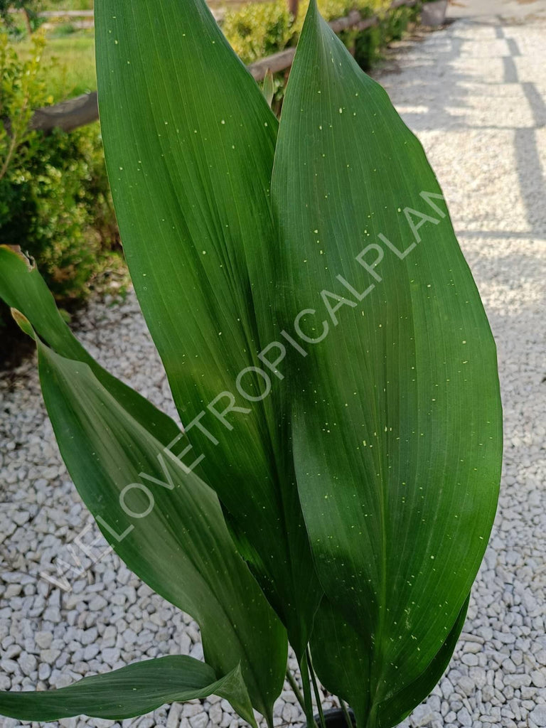 Aspidistra elatior hoshi zora