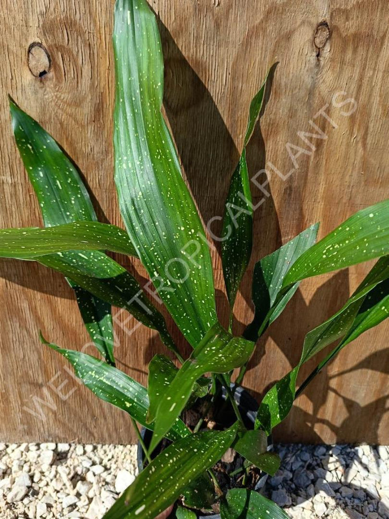 Aspidistra milky way