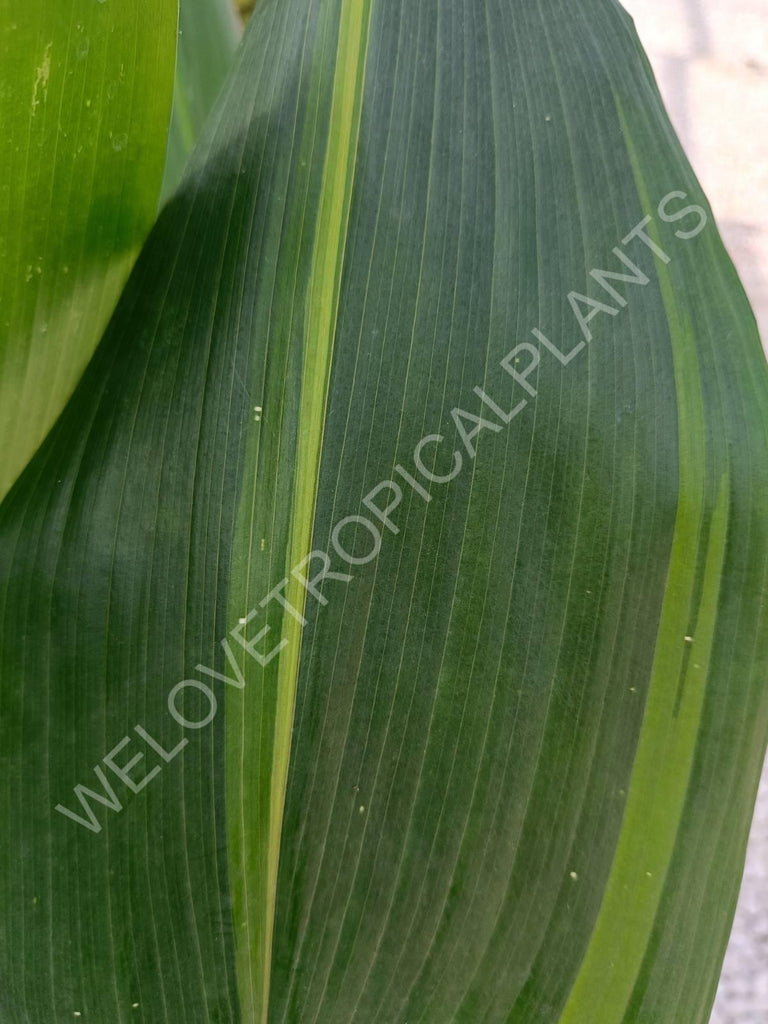 Aspidistra stars and stripes