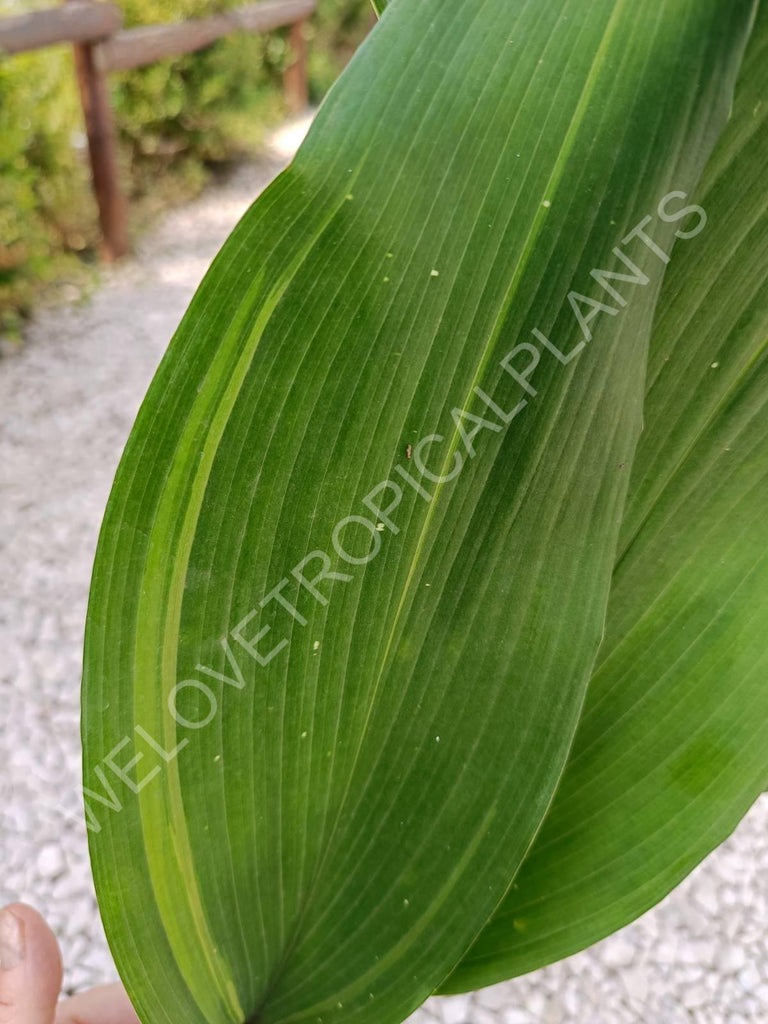 Aspidistra stars and stripes