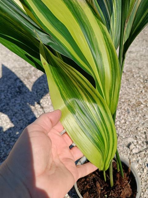 Aspidistra elatior variegata