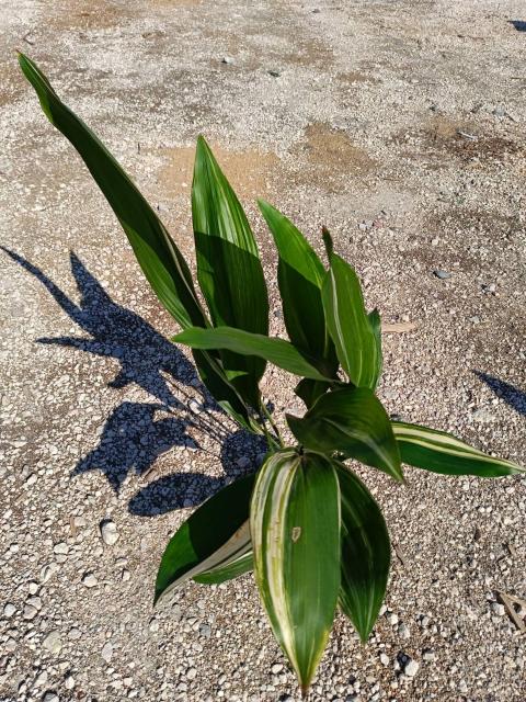 Aspidistra elatior variegata