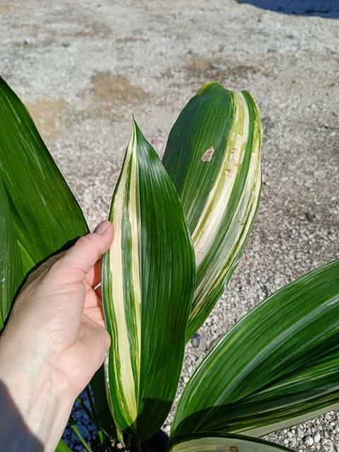 Aspidistra elatior variegata