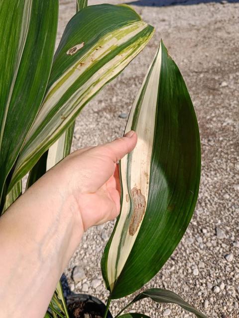 Aspidistra elatior variegata