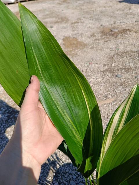 Aspidistra elatior variegata