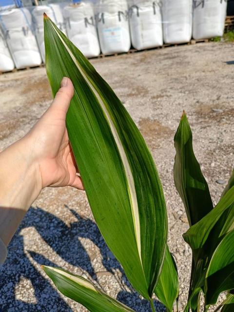 Aspidistra elatior variegata