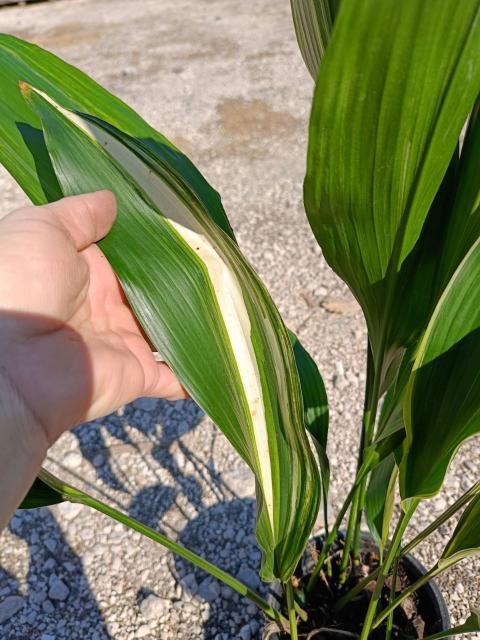 Aspidistra elatior variegata