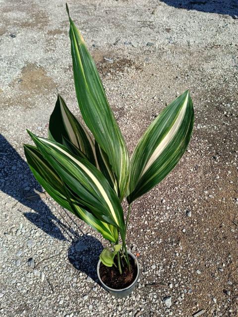 Aspidistra elatior variegata