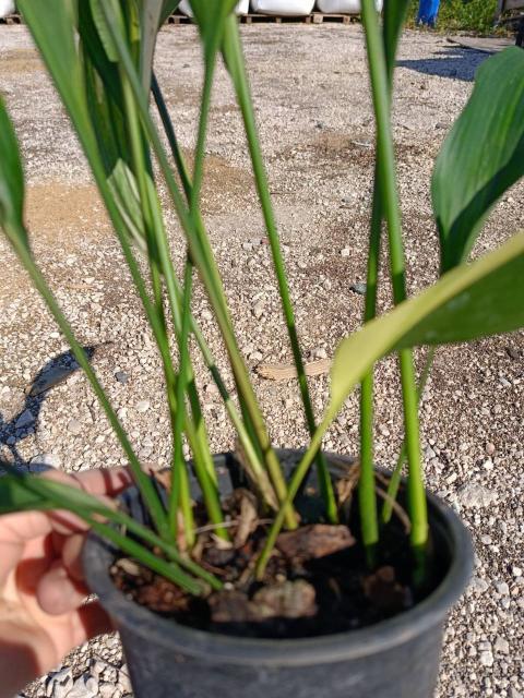 Aspidistra elatior variegata