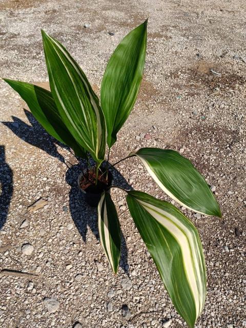 Aspidistra elatior variegata