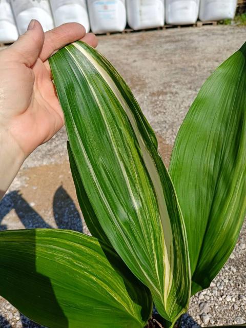 Aspidistra elatior variegata