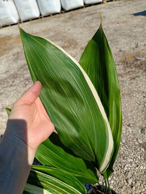 Aspidistra elatior variegata