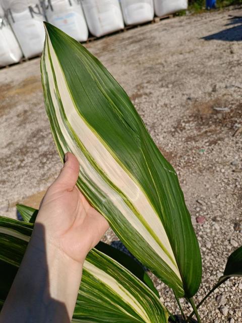 Aspidistra elatior variegata