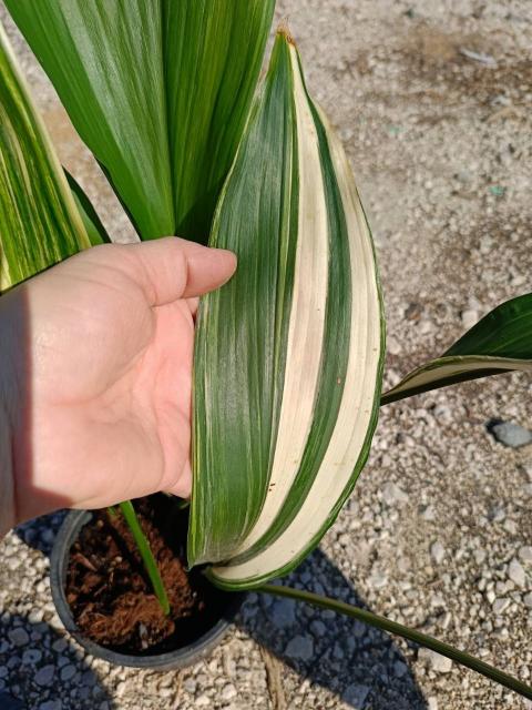 Aspidistra elatior variegata