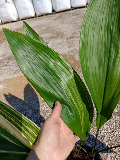 Aspidistra elatior variegata