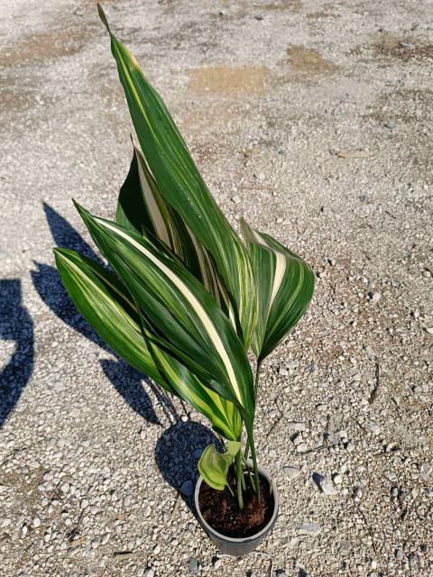 Aspidistra elatior variegata