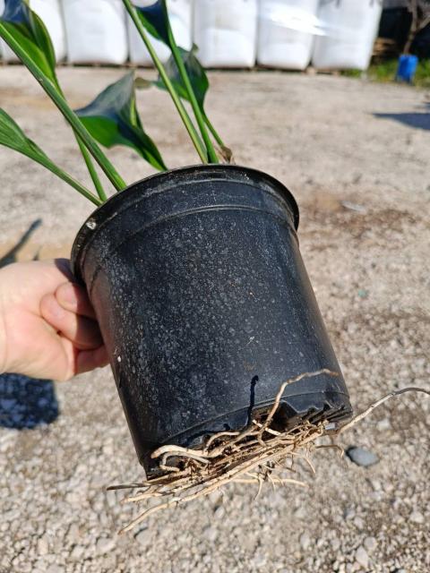 Aspidistra elatior variegata