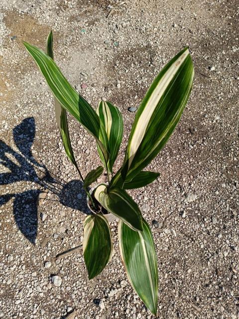 Aspidistra elatior variegata