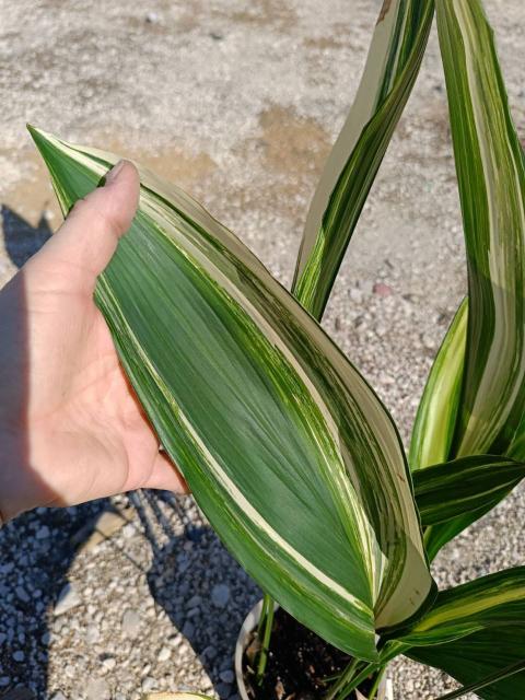 Aspidistra elatior variegata