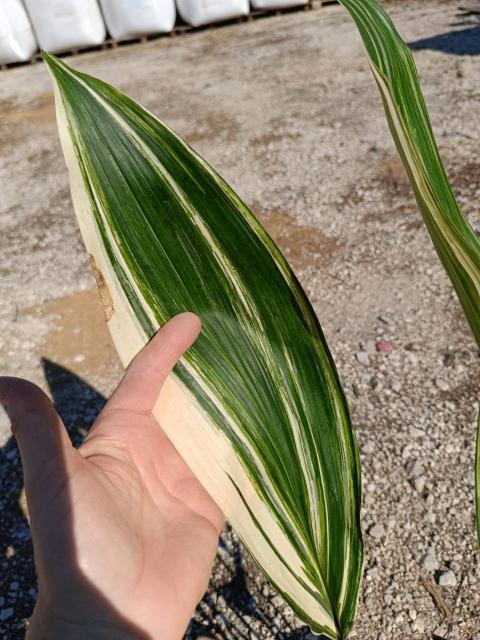 Aspidistra elatior variegata