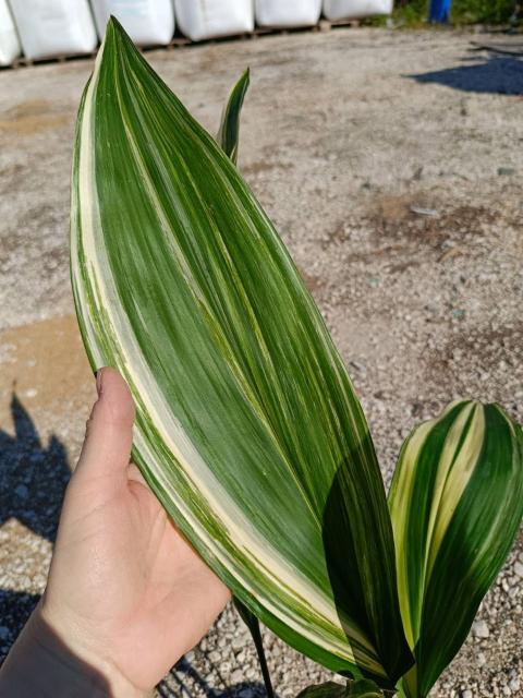 Aspidistra elatior variegata