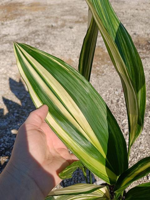 Aspidistra elatior variegata