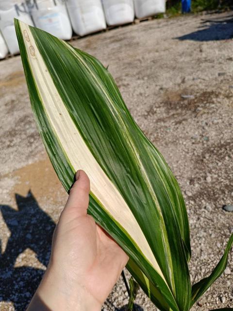 Aspidistra elatior variegata