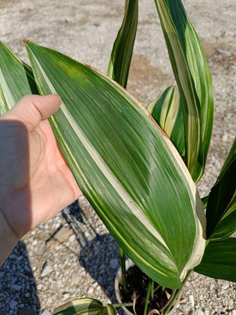 Aspidistra elatior variegata