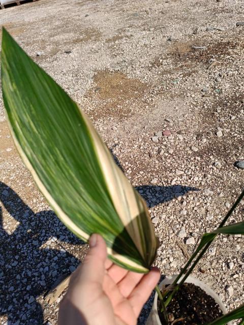 Aspidistra elatior variegata