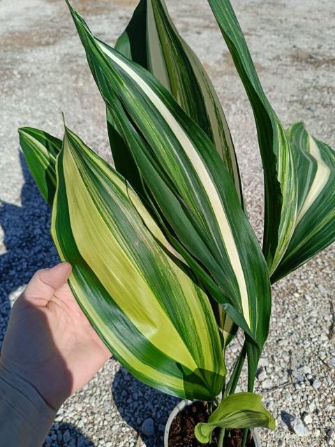 Aspidistra elatior variegata