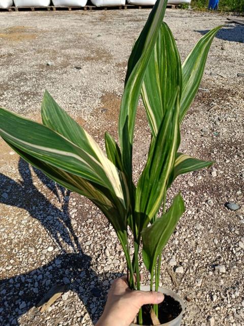 Aspidistra elatior variegata