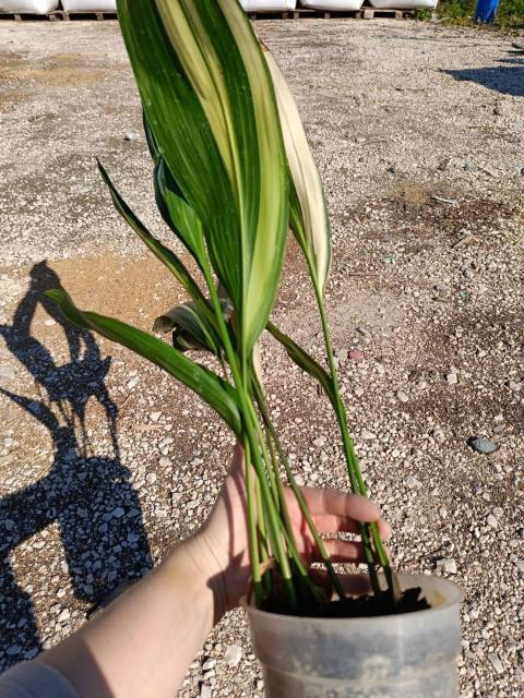 Aspidistra elatior variegata