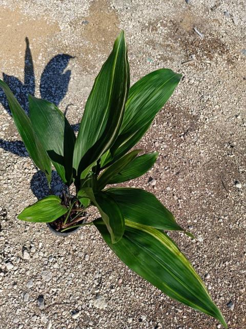 Aspidistra elatior variegata