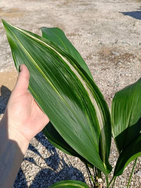 Aspidistra elatior variegata