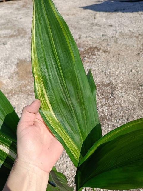 Aspidistra elatior variegata